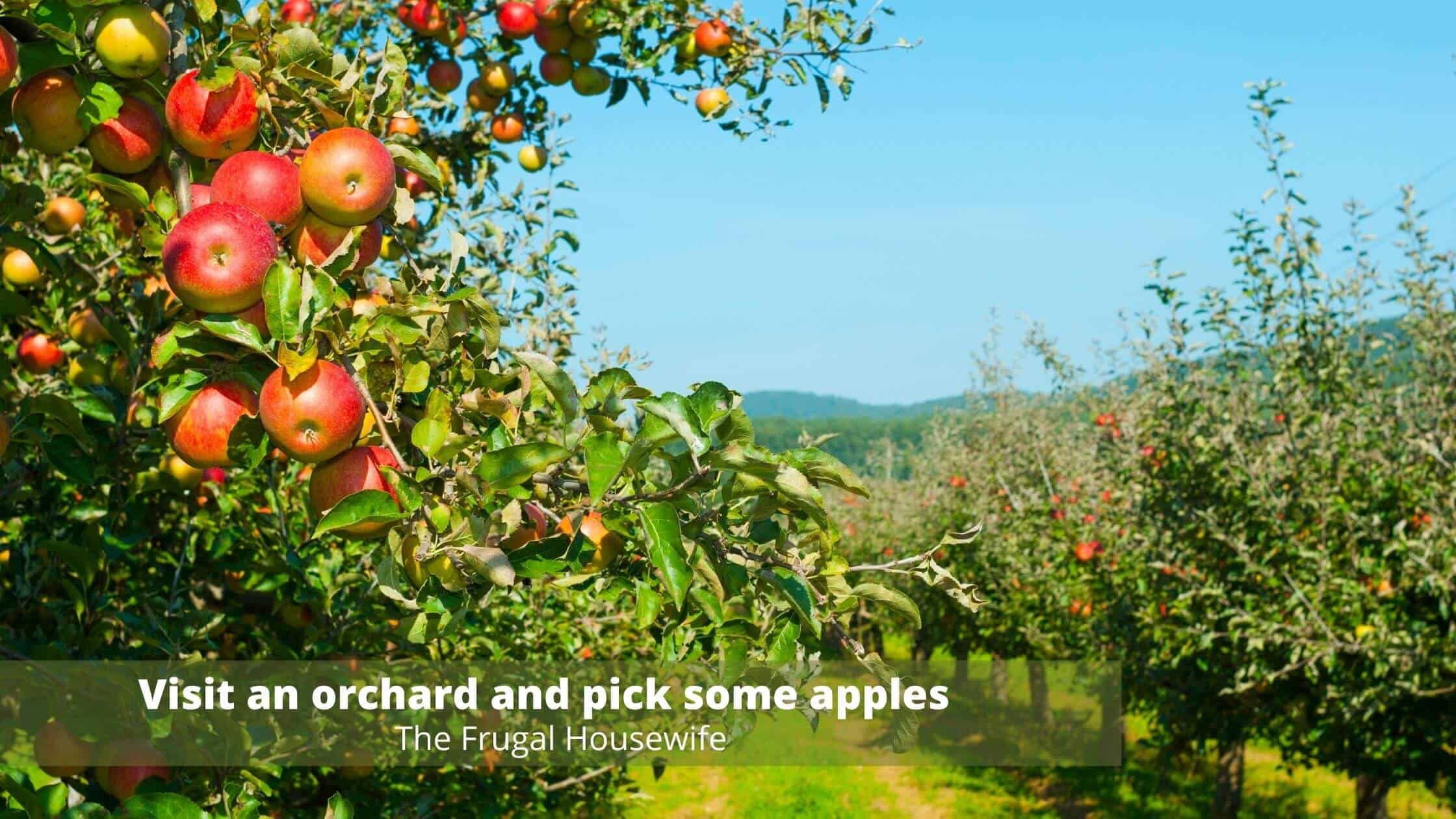 Apple orchard with red apples