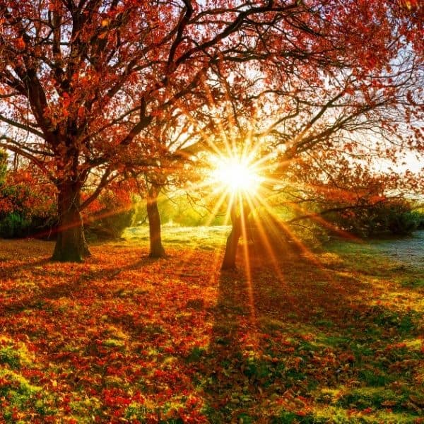 Sun shining through the trees that are changing colors to orange, yellow, and red.